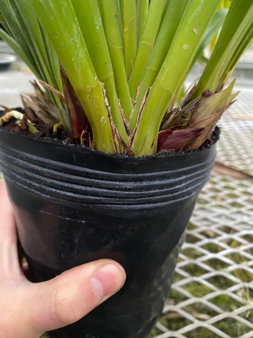 pokepokeさん専用　キンリョウヘン