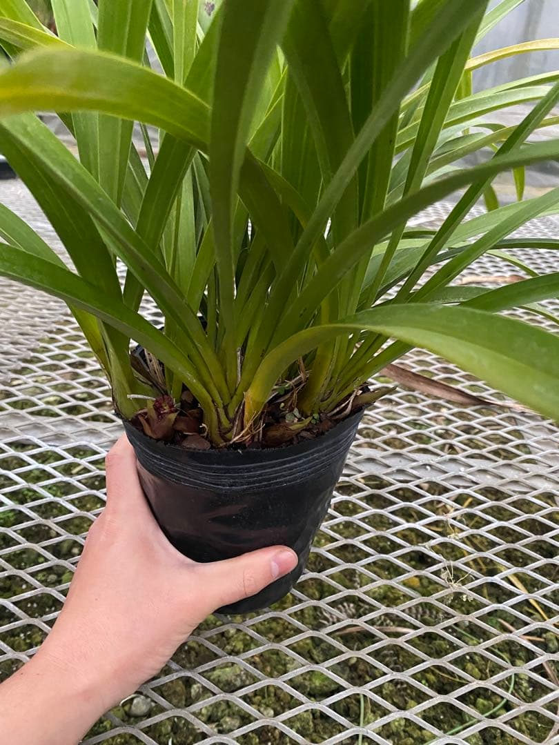 pokepokeさん専用　キンリョウヘン