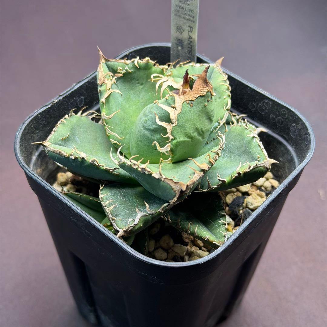 金蟬　キンセン　oc子株　アガベ　ブツブツ　抜き苗配送