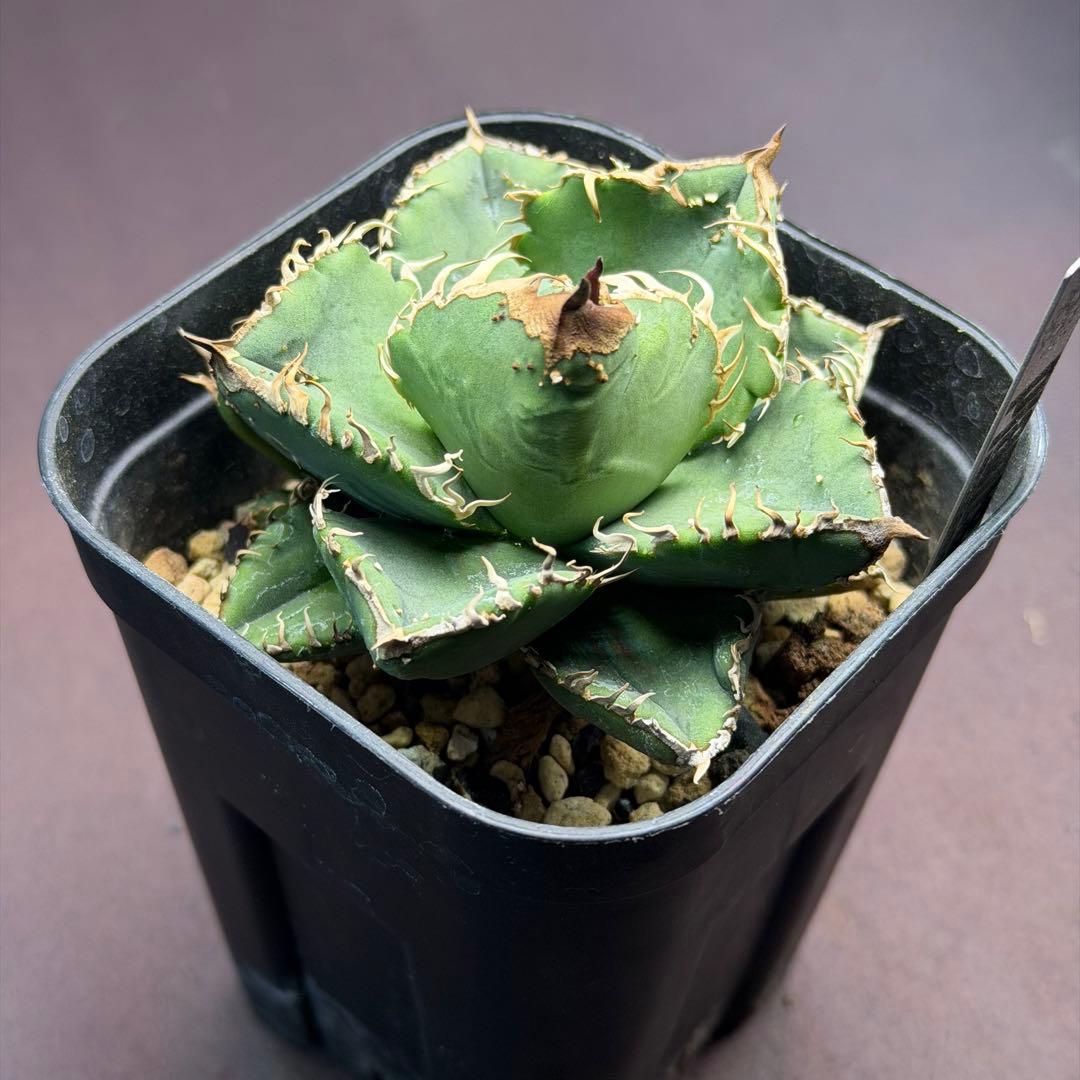 金蟬　キンセン　oc子株　アガベ　ブツブツ　抜き苗配送