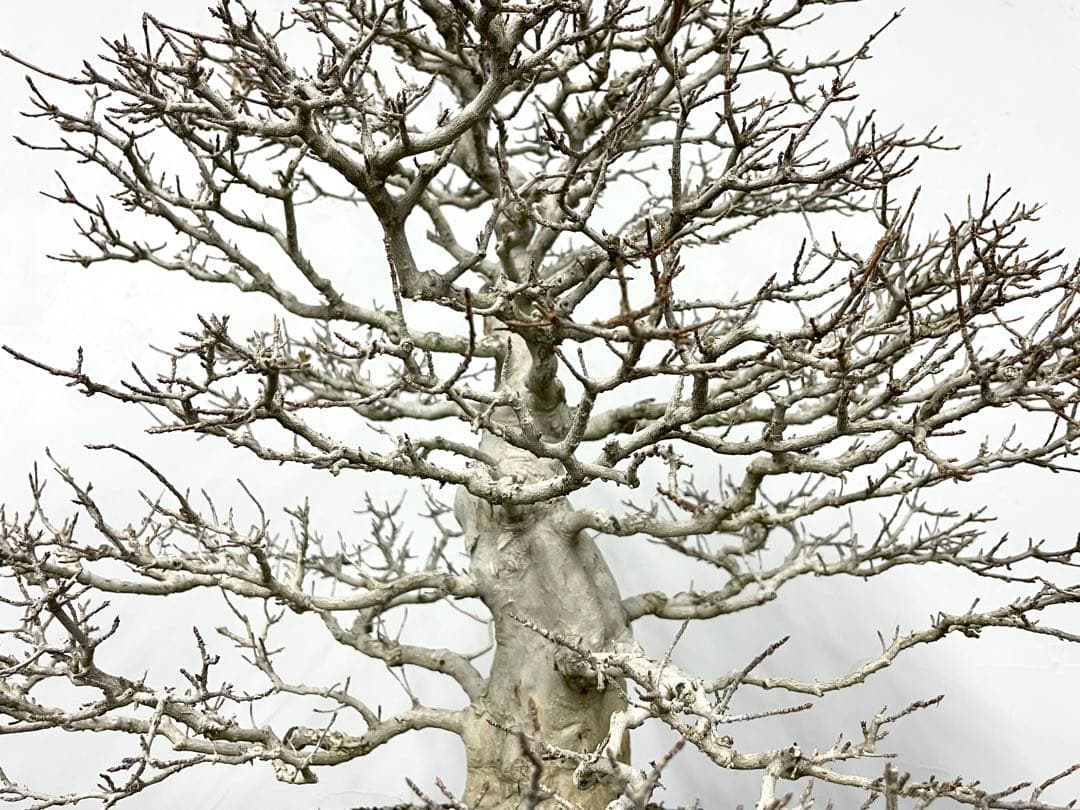 三河盆栽　カエデ　楓　盆栽