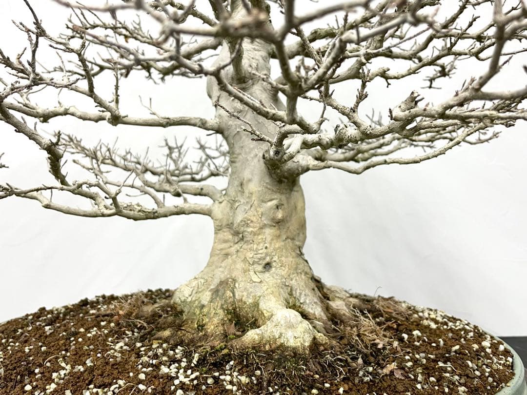 三河盆栽　カエデ　楓　盆栽