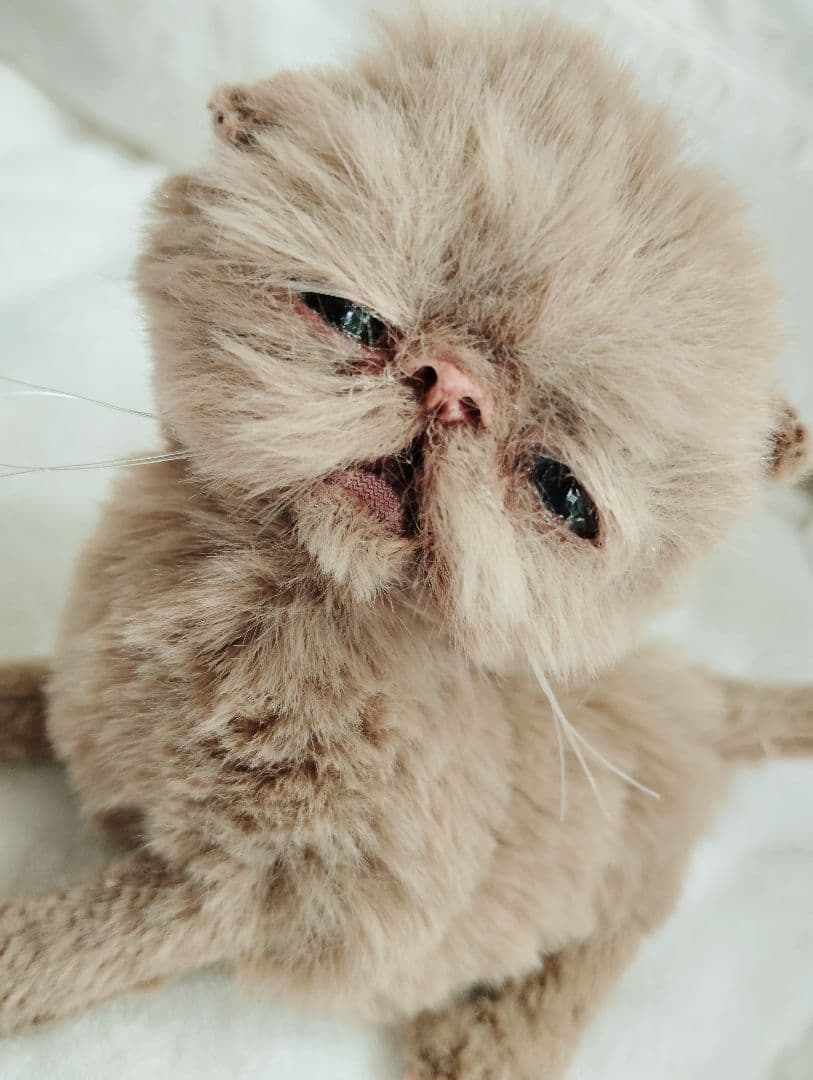 生後10日♡モカ色子猫ちゃん♡アートドール♡ぬいぐるみ♡