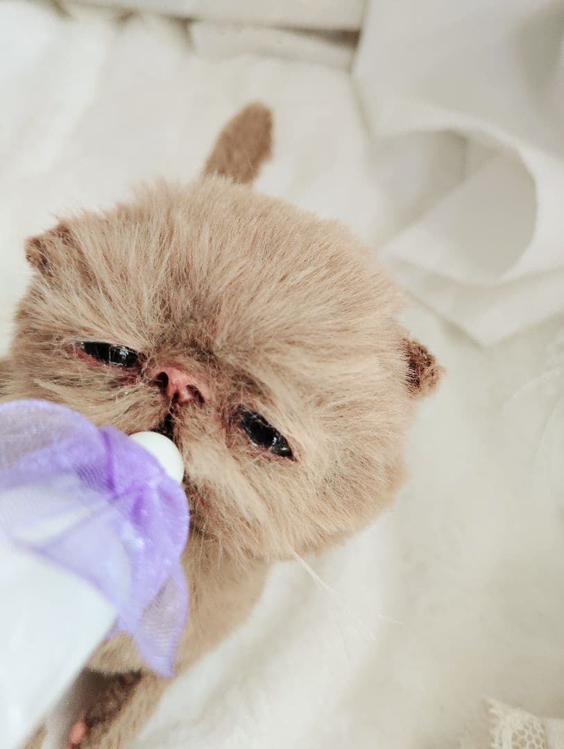 生後10日♡モカ色子猫ちゃん♡アートドール♡ぬいぐるみ♡