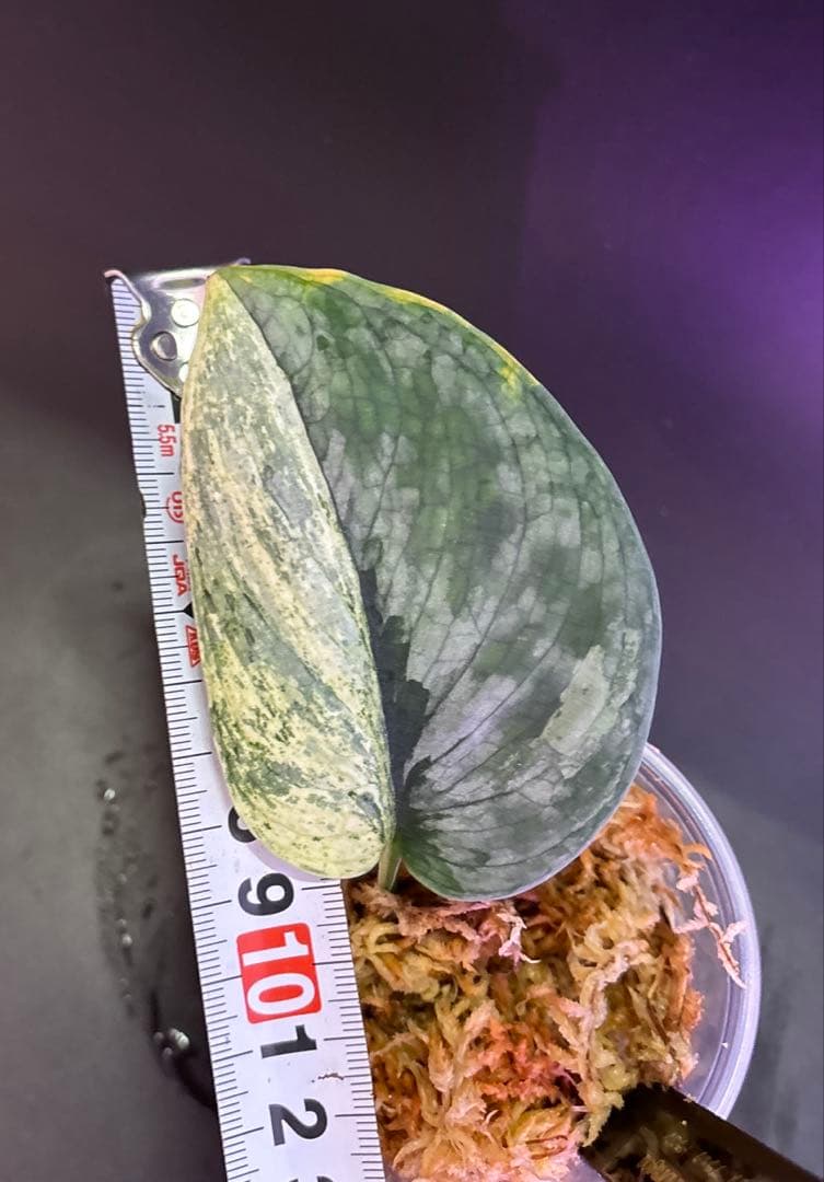 スキンダプサス　ハーフムーン　セットD1 バクダパティのおまけ付き　D1