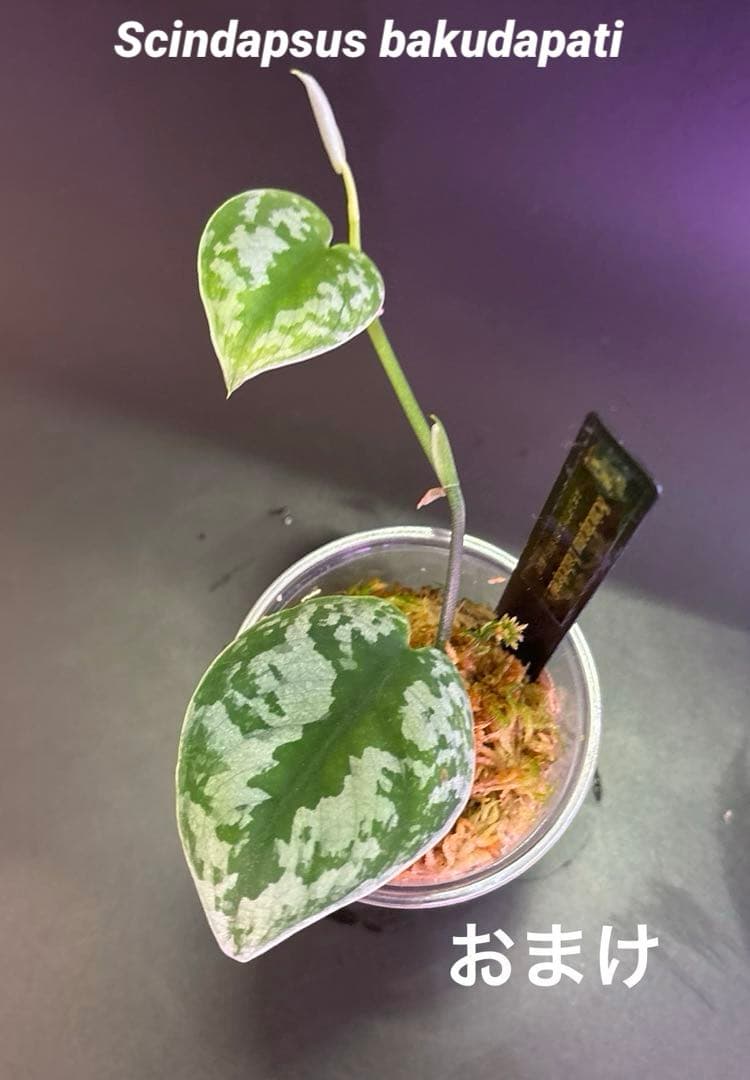 スキンダプサス　ハーフムーン　セットD1 バクダパティのおまけ付き　D1