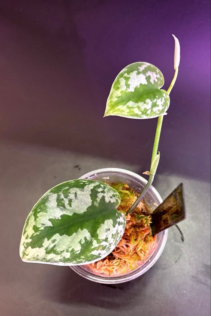 スキンダプサス　ハーフムーン　セットD1 バクダパティのおまけ付き　D1