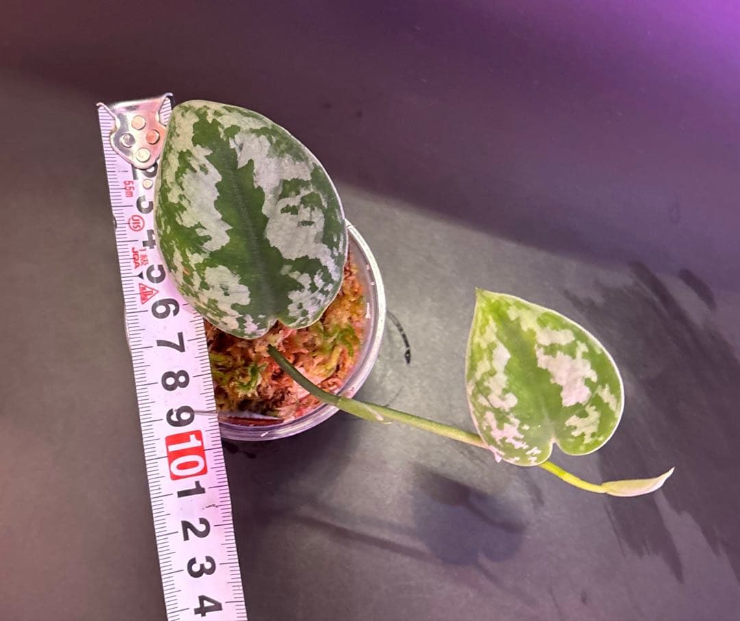 スキンダプサス　ハーフムーン　セットD1 バクダパティのおまけ付き　D1