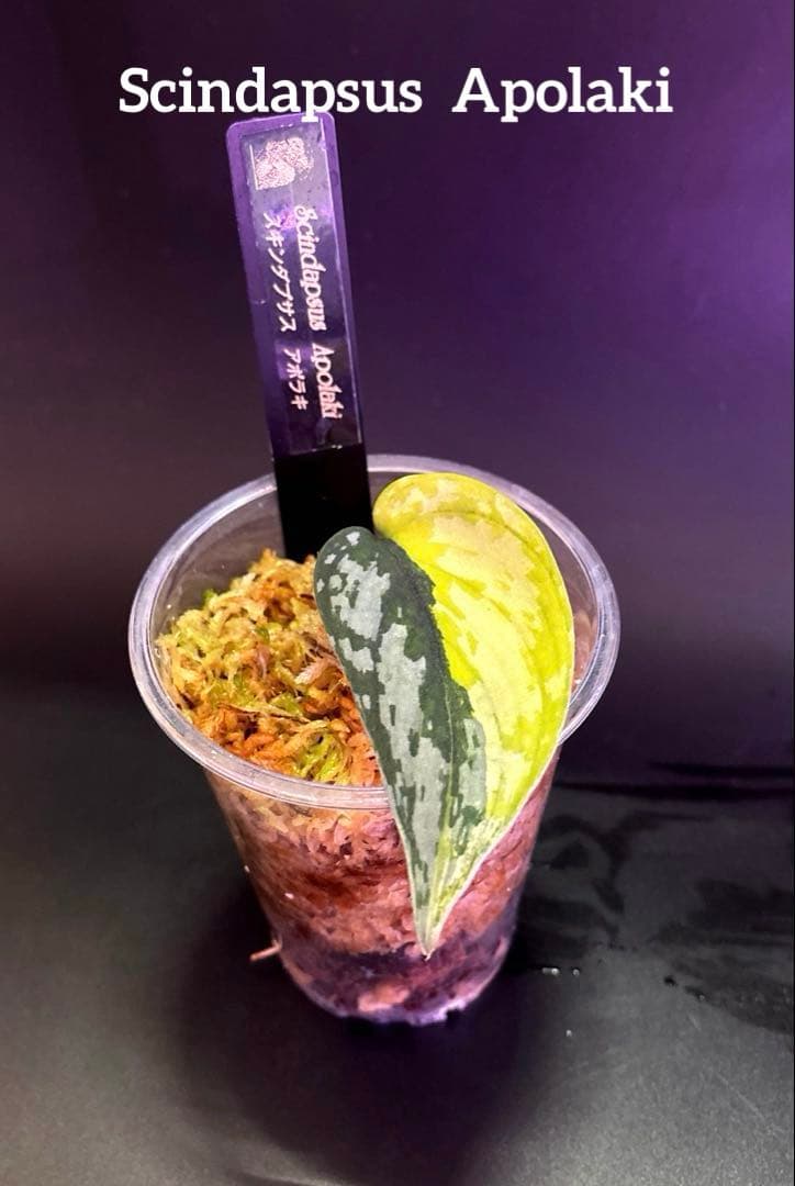 スキンダプサス　ハーフムーン　セットD1 バクダパティのおまけ付き　D1