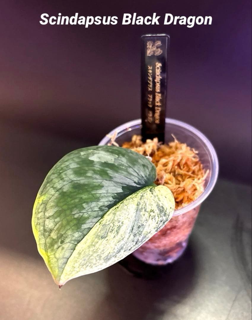 スキンダプサス　ハーフムーン　セットD1 バクダパティのおまけ付き　D1