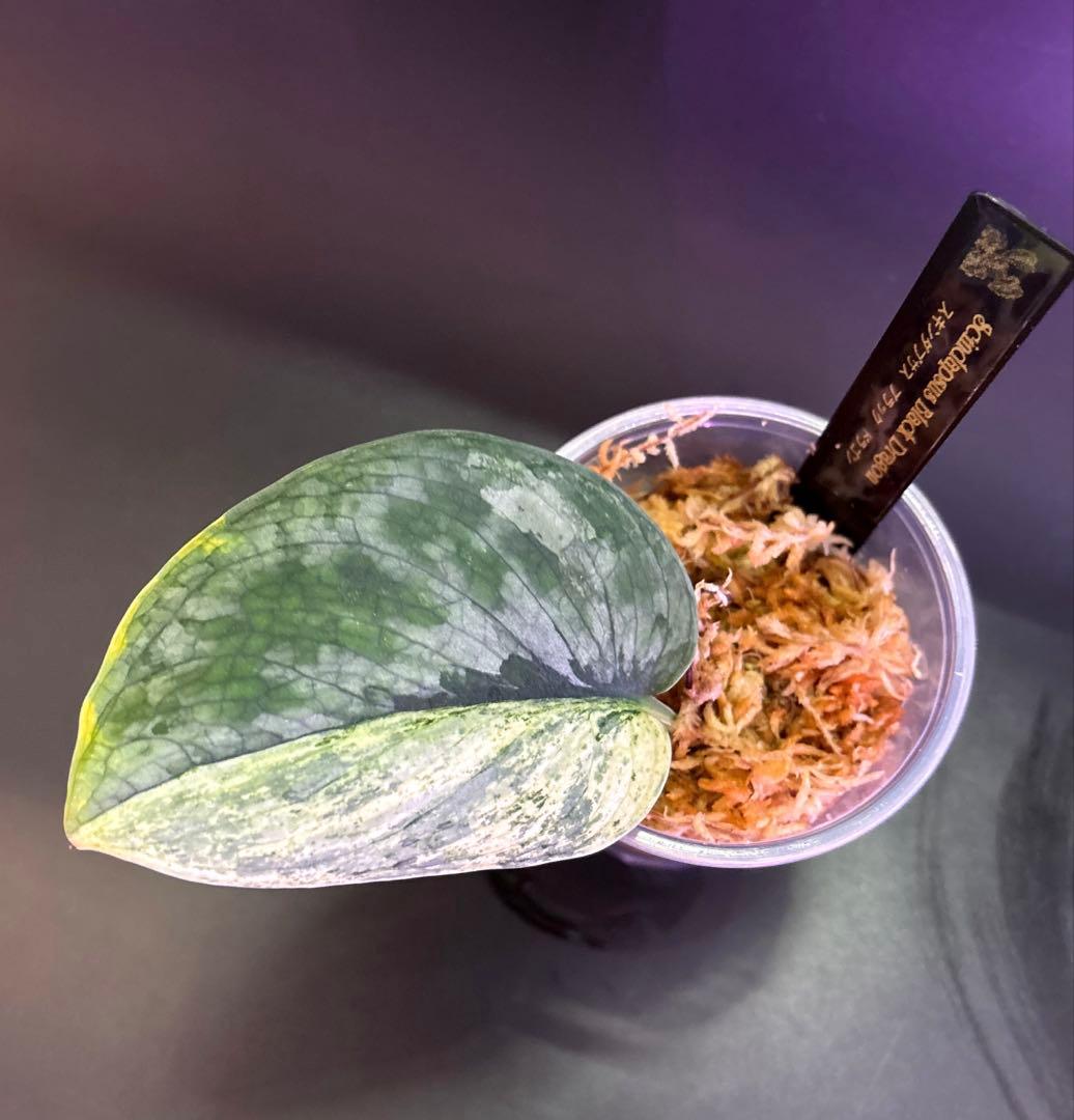 スキンダプサス　ハーフムーン　セットD1 バクダパティのおまけ付き　D1