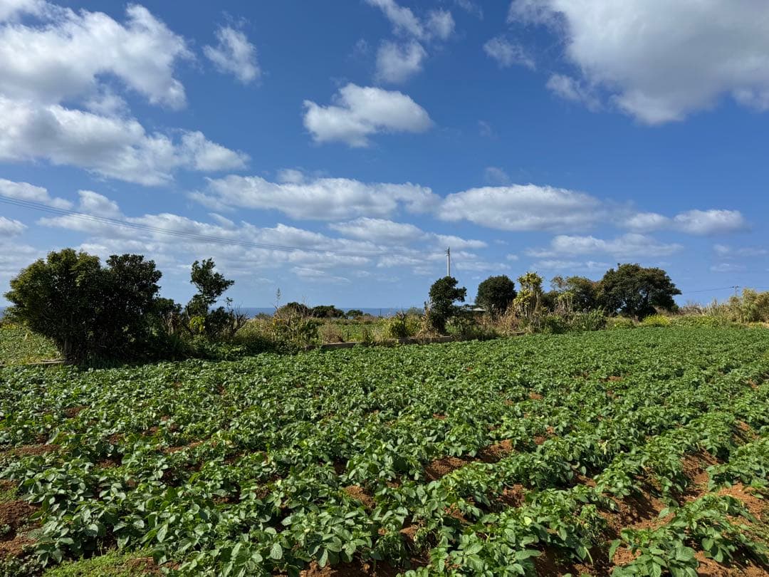有機栽培　　無農薬　新じゃがいも　10kg