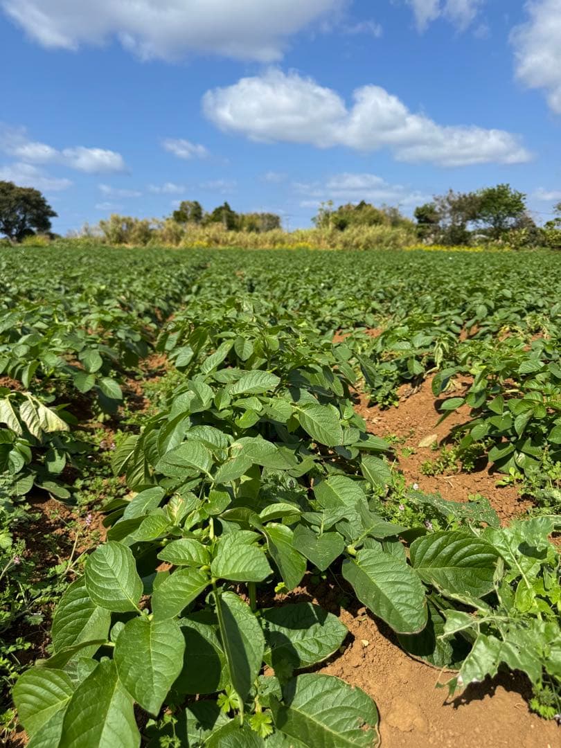 有機栽培　　無農薬　新じゃがいも　10kg