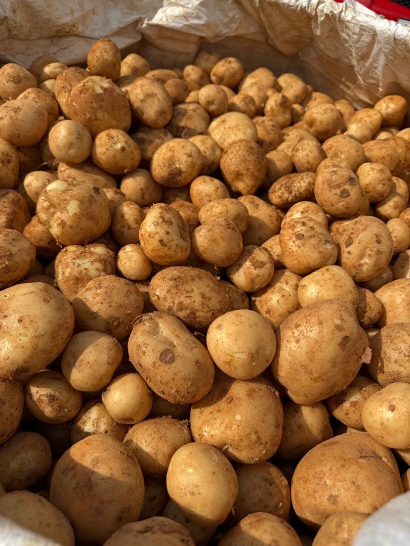 有機栽培　　無農薬　新じゃがいも　10kg