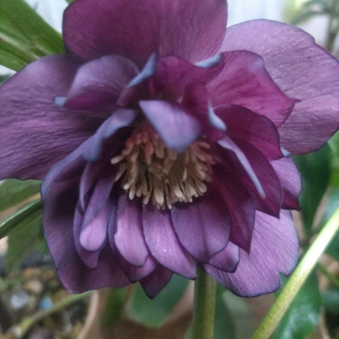 31日入荷分⭐️クリスマスローズ⭐️ダブル咲き⭐️５鉢セット⭐️②