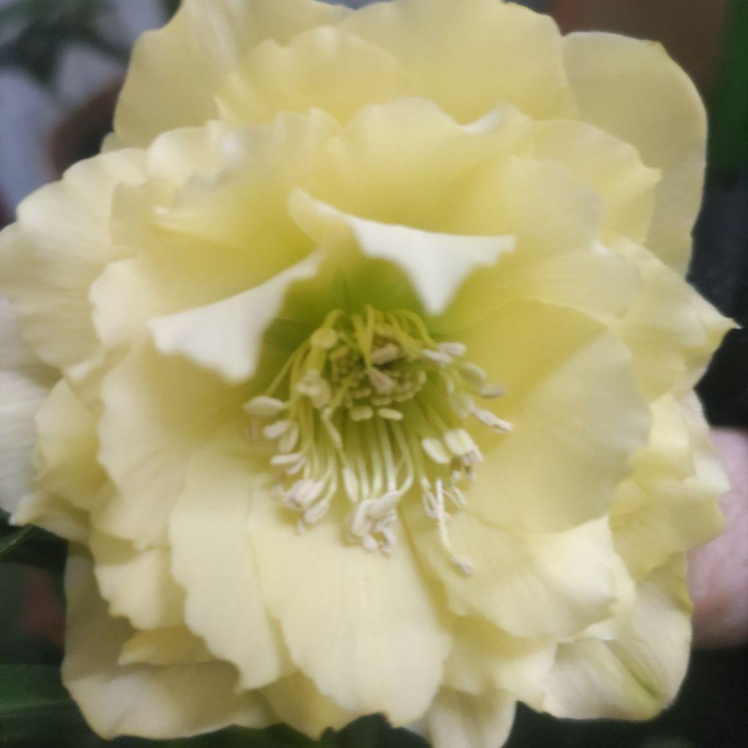 31日入荷分⭐️クリスマスローズ⭐️ダブル咲き⭐️５鉢セット⭐️②