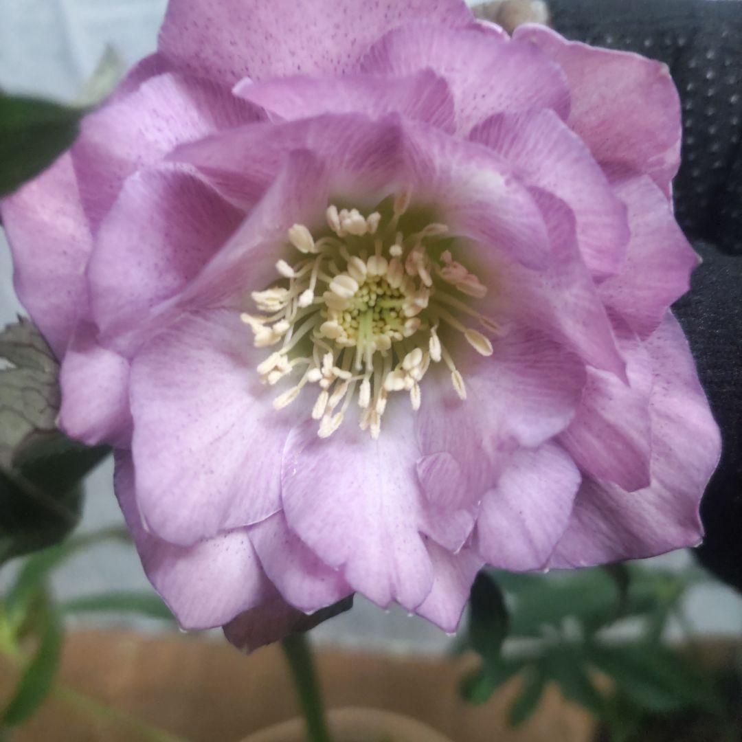 31日入荷分⭐️クリスマスローズ⭐️ダブル咲き⭐️５鉢セット⭐️②