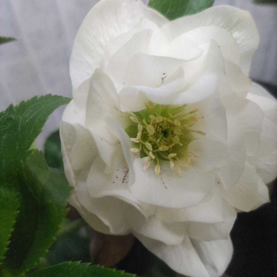 31日入荷分⭐️クリスマスローズ⭐️ダブル咲き⭐️５鉢セット⭐️②