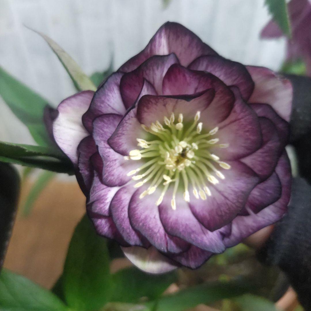 31日入荷分⭐️クリスマスローズ⭐️ダブル咲き⭐️５鉢セット⭐️②