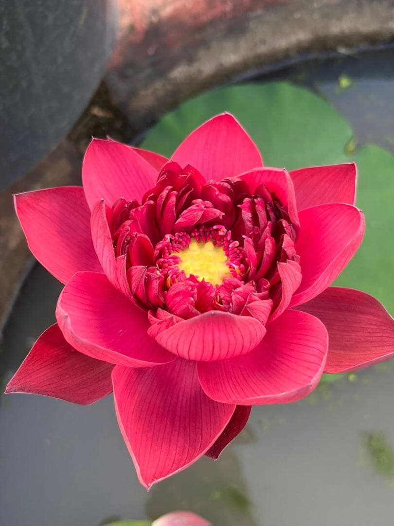 赤いハスの花 (Wancheng lotus)