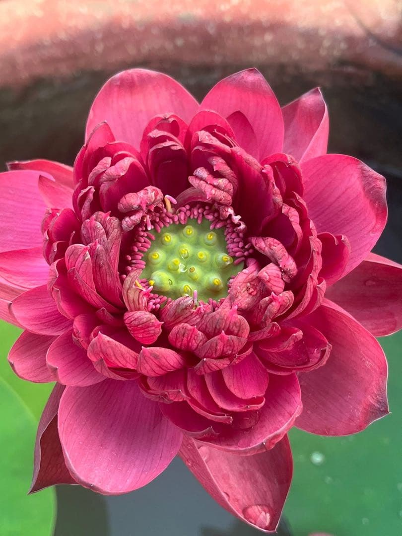 赤いハスの花 (Wancheng lotus)
