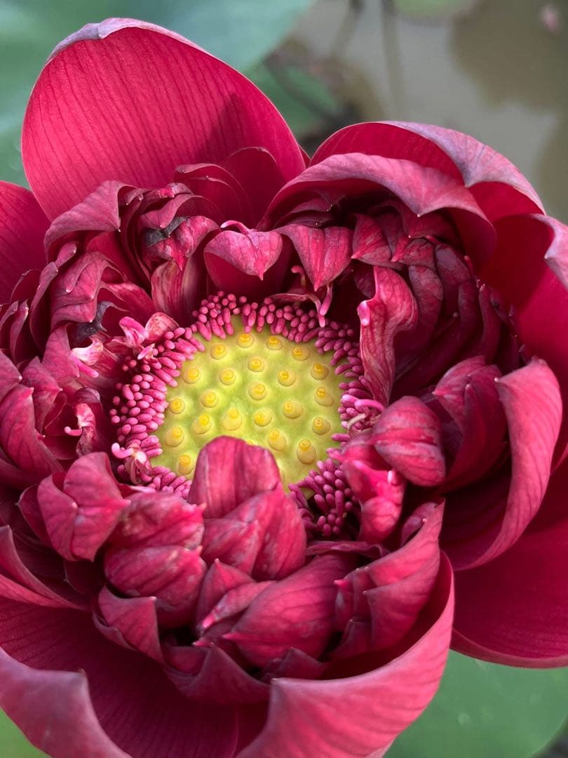 赤いハスの花 (Wancheng lotus)