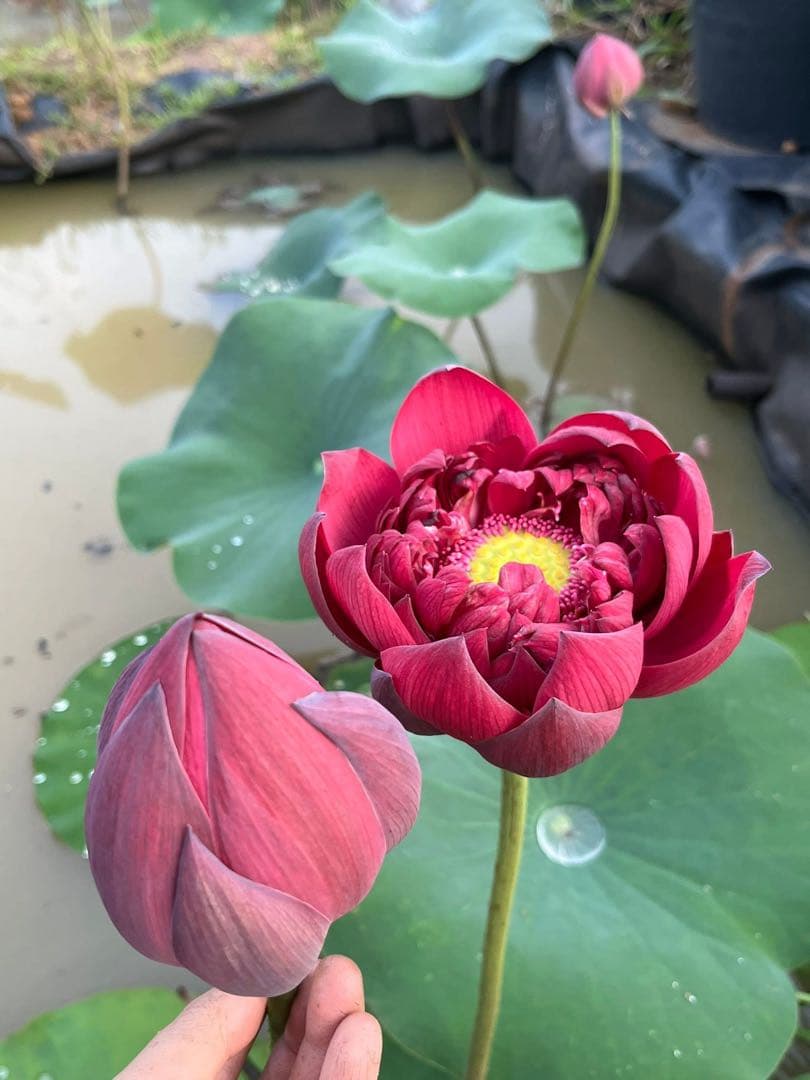赤いハスの花 (Wancheng lotus)
