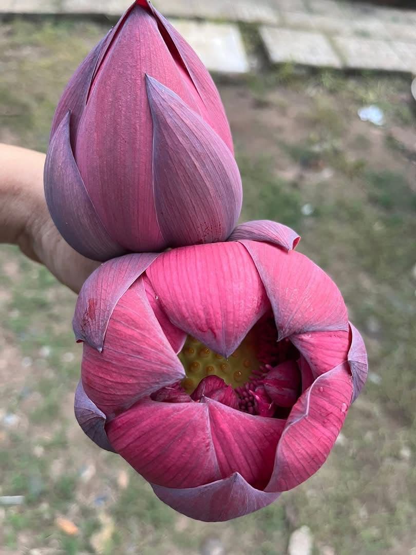 赤いハスの花 (Wancheng lotus)