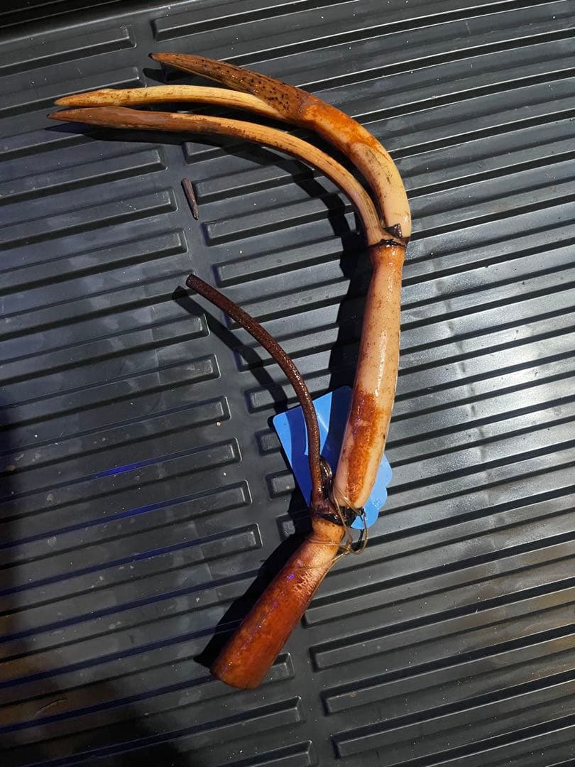 赤いハスの花 (Wancheng lotus)