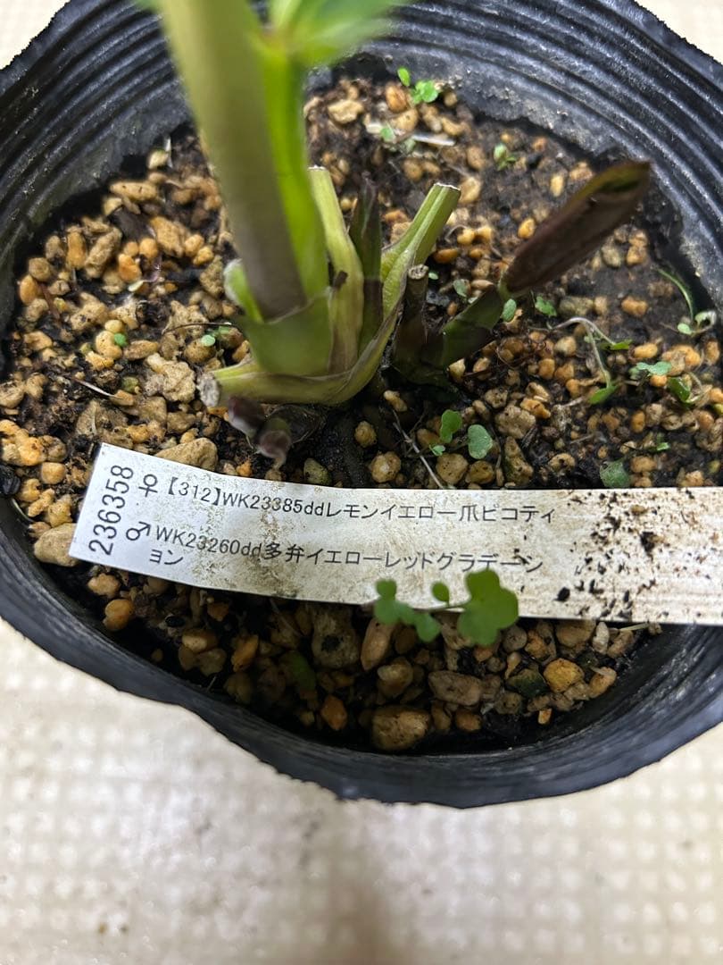 レモンイエロー爪ピコティ 加藤農園クリスマスローズ同梱可能