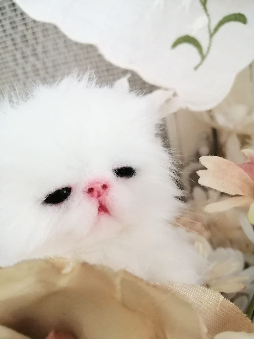 ミニミニ子猫ちゃん♡ふわふわ♡アートドール♡ぬいぐるみ♡