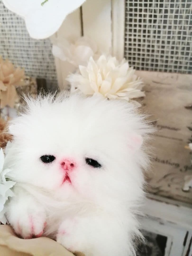 ミニミニ子猫ちゃん♡ふわふわ♡アートドール♡ぬいぐるみ♡