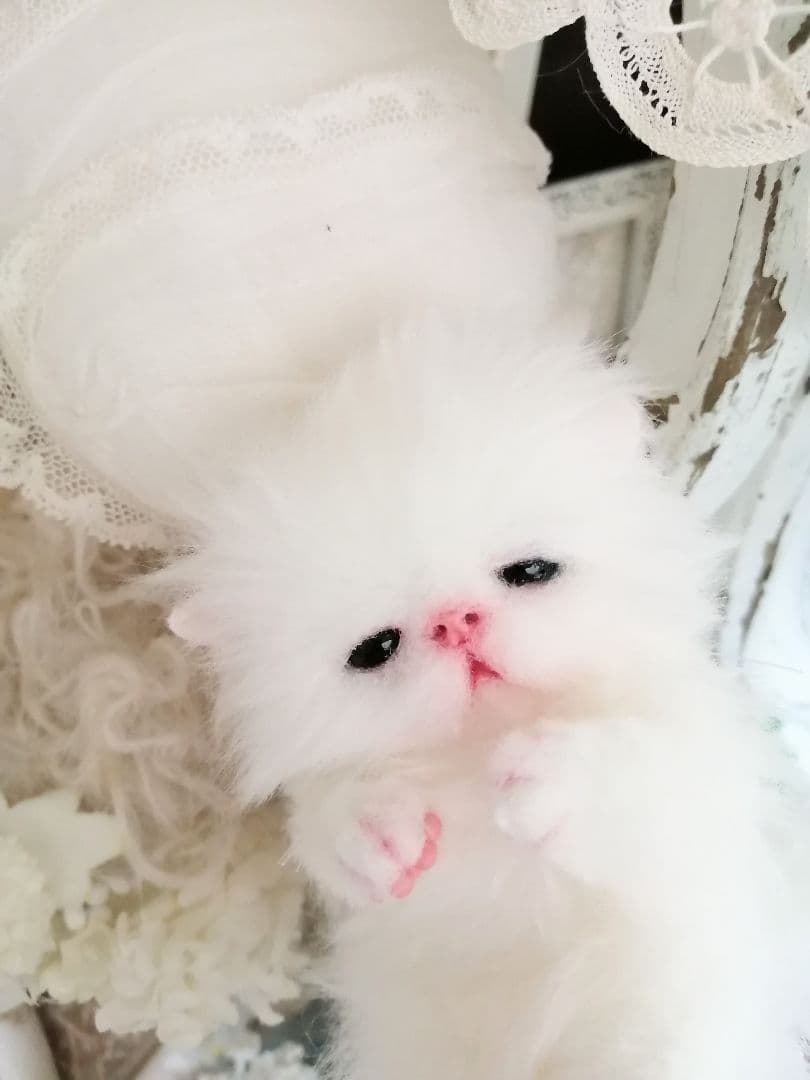 ミニミニ子猫ちゃん♡ふわふわ♡アートドール♡ぬいぐるみ♡