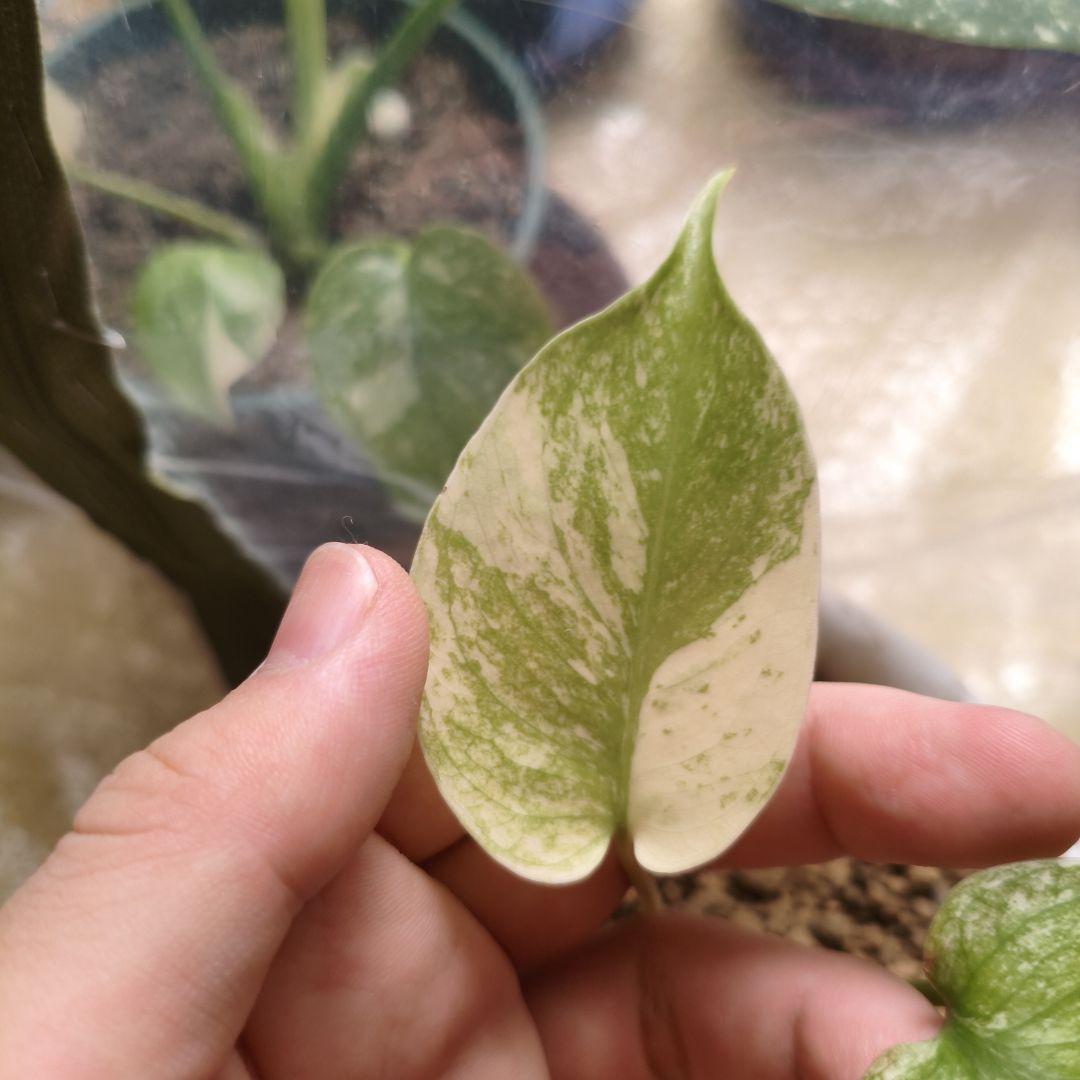 モンステラ　ホワイトモンスター　レガシー斑　斑入り　超稀な極斑