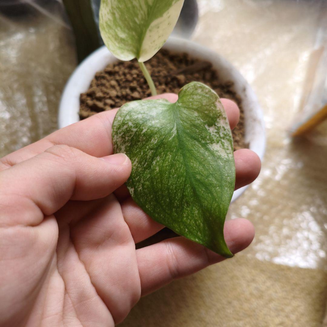 モンステラ　ホワイトモンスター　レガシー斑　斑入り　超稀な極斑