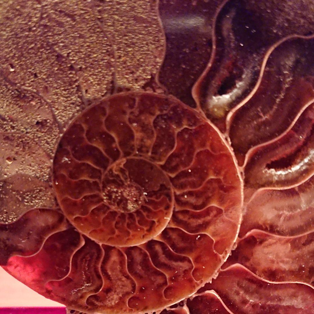 アンモナイト化石左右螺旋希少品