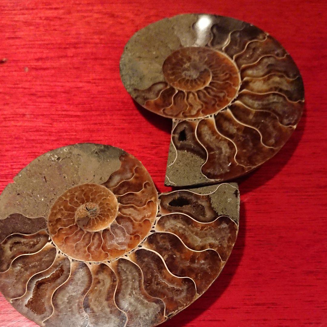 アンモナイト化石左右螺旋希少品