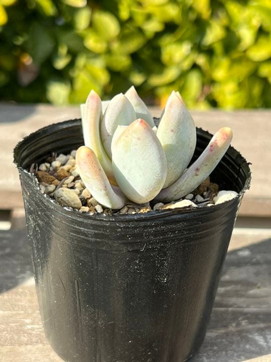 グラマー　多肉植物　抜き苗