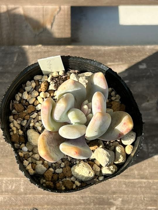 グラマー　多肉植物　抜き苗