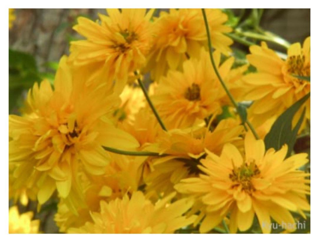 ②✳️期間限定値下げ【ほぼ未使用美品】YASHICA EZ F928デジタルカメラ