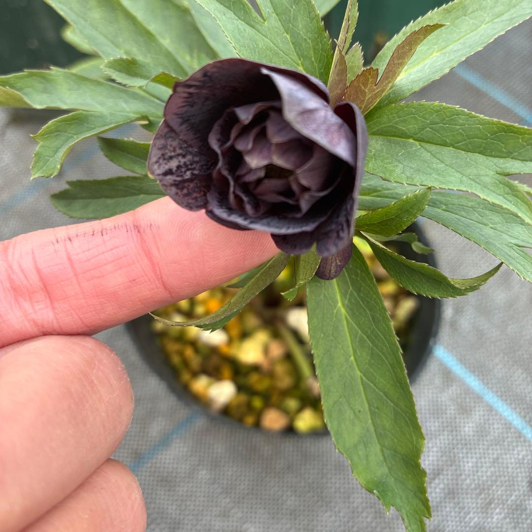 クリスマスローズ　スモーキーブルー×トルカ　　ベタブロッチ　4.5寸