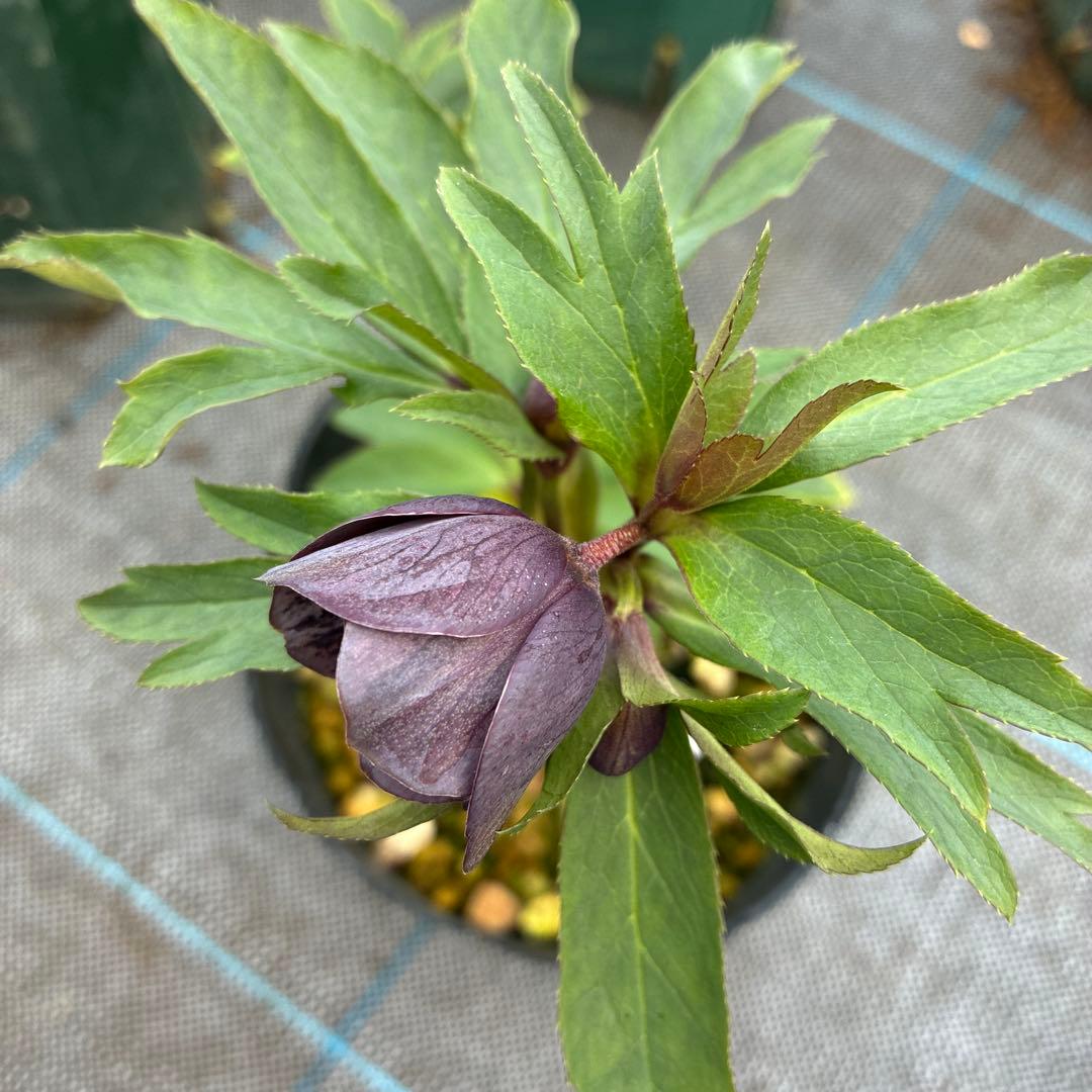 クリスマスローズ　スモーキーブルー×トルカ　　ベタブロッチ　4.5寸