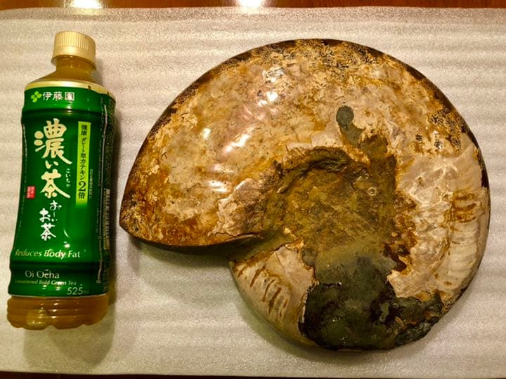 アンモナイト化石