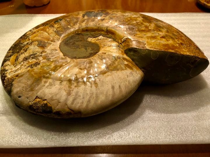 アンモナイト化石