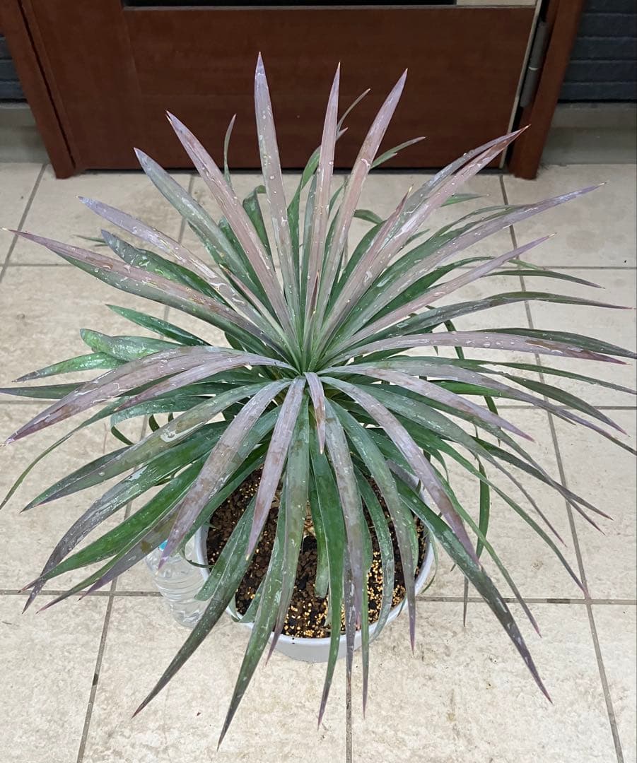 【現品】ユッカ・デスメティアーナ　８号　3Ｇ番