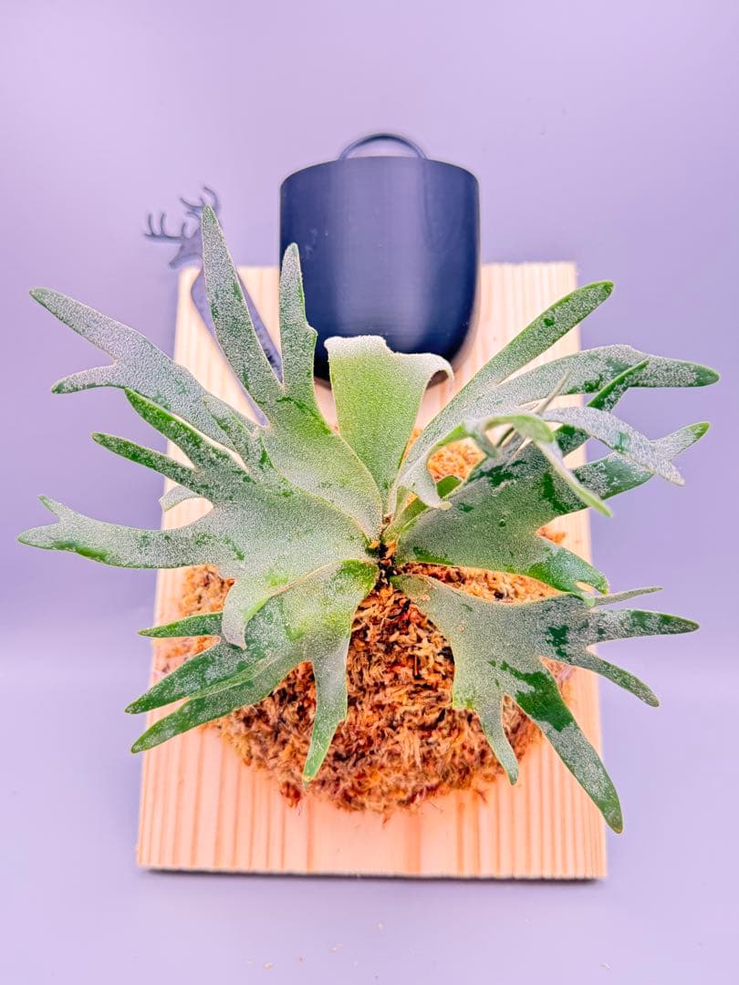 超極大+美品　ビカクシダP.willinckii OMG spore