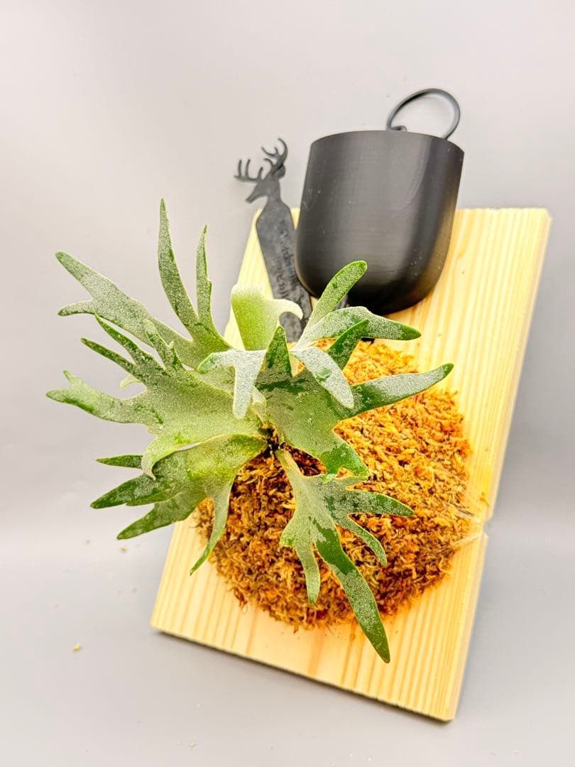 超極大+美品　ビカクシダP.willinckii OMG spore