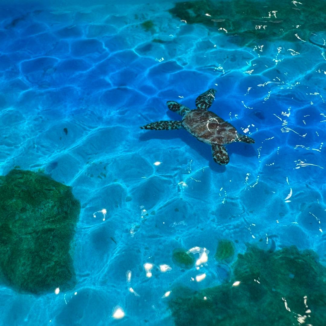 レジンアート オーシャンアート ウミガメ ホヌ 海 波紋 アートパネル 蓄光