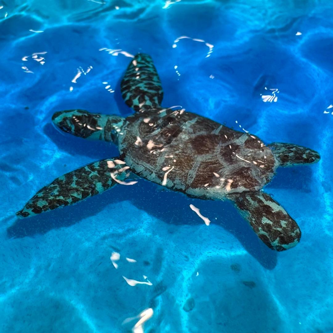 レジンアート オーシャンアート ウミガメ ホヌ 海 波紋 アートパネル 蓄光