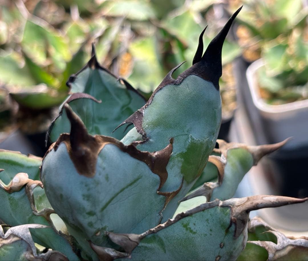 実生 チタノタブルー 検索)オアハカ オテロイ アガベ fo-076 ホリダ